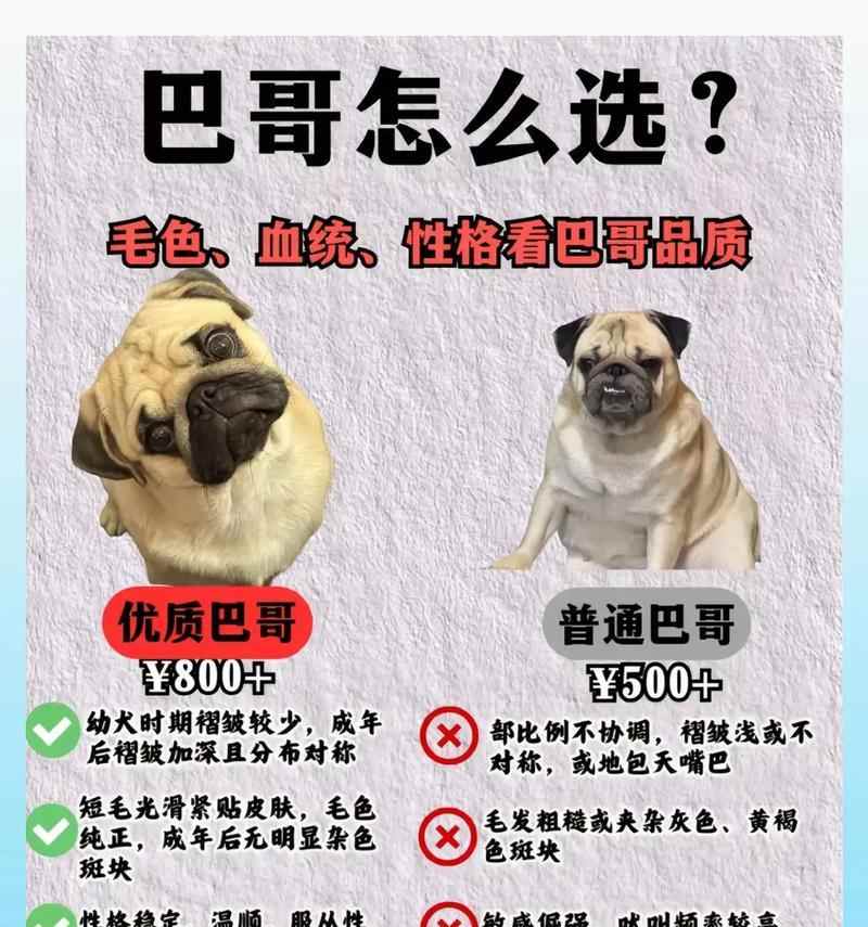 以巴哥幼犬价格揭秘｜影响因素全解析