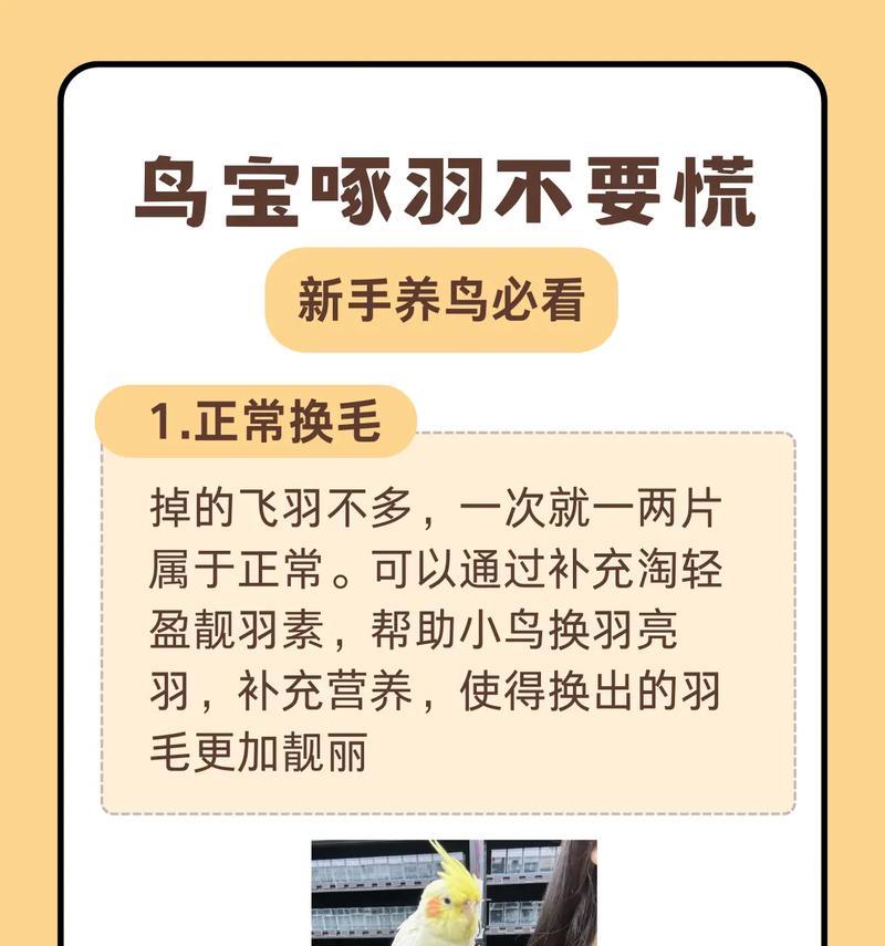 饲养鹦鹉的正确方法（打造舒适的生活环境，关注饮食和健康）(图2)