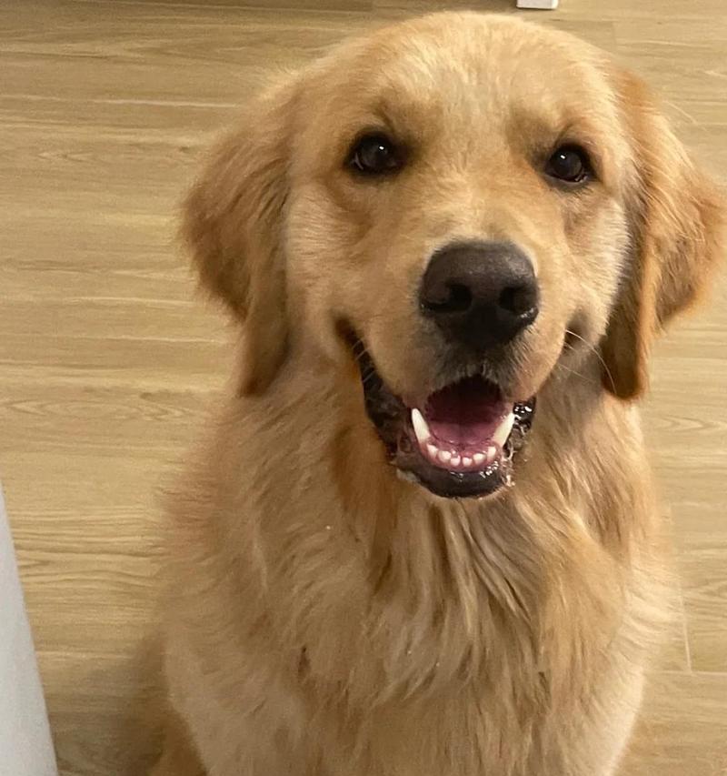 拉布拉多的常见皮肤病及防治方法（了解拉布拉多的皮肤问题，为它们提供全面护理）(图3)