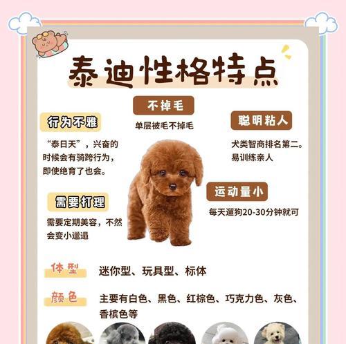 泰迪犬换毛周期及相关护理技巧（探寻泰迪犬换毛周期，让你的宠物宾至如归）(图3)