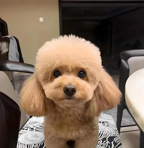 泰迪犬换毛周期及相关护理技巧（探寻泰迪犬换毛周期，让你的宠物宾至如归）(图2)