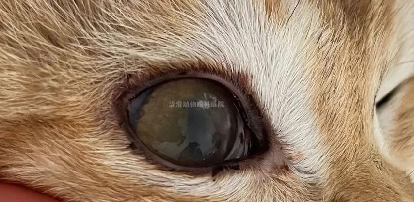 小猫眼睛发炎，需要多久才能好？（猫眼睛发炎的原因、症状和治疗方法及预防）(图3)