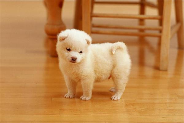 狗狗胆小怕人怎么办？(图2)