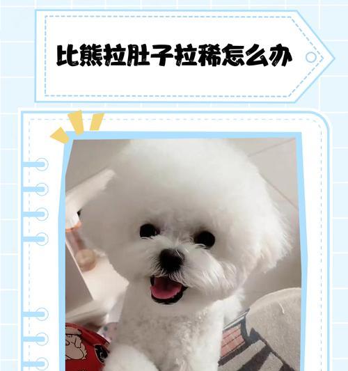 比熊吃饭与排便的时间关系（以比熊吃了饭多久拉便便为主题的研究）(图1)