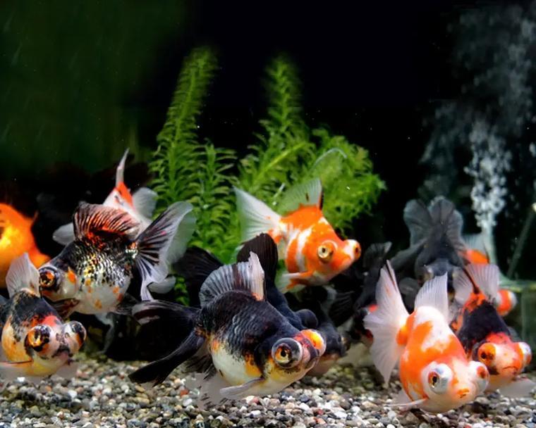 小金鱼的特点与习性（探究小金鱼的生活习性与特征）(图3)
