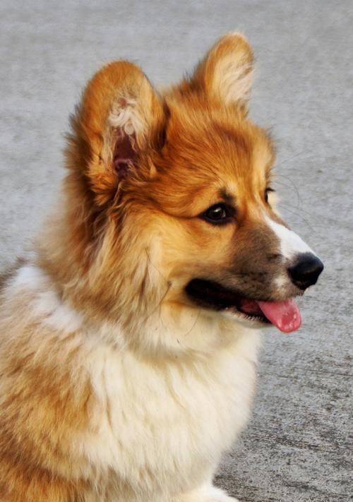 棕色小狗的世界（探索可爱的棕色小狗们）(图1)