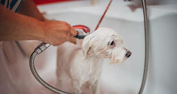 狗狗育苗后多久能洗澡？（了解适当的洗澡时间，让你的狗狗健康快乐）(图2)