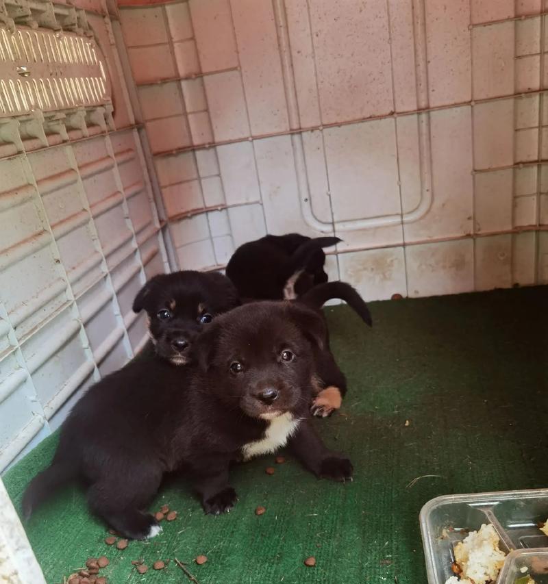 狗的第一胎隔多久生一次？（探寻狗生育周期的奥秘）(图1)