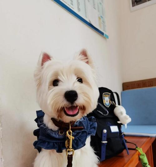 狗狗育苗后多久能洗澡？（了解适当的洗澡时间，让你的狗狗健康快乐）(图3)