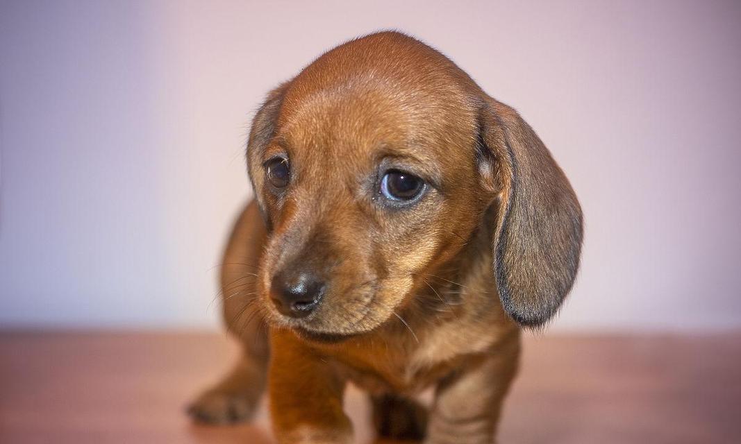 棕色小狗的世界（探索可爱的棕色小狗们）(图3)