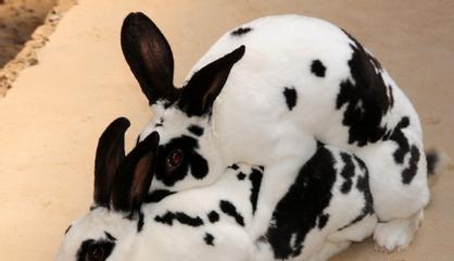 兔子流产后多久能再次配种？（探讨兔子流产后的繁殖间隔时间和注意事项）(图2)