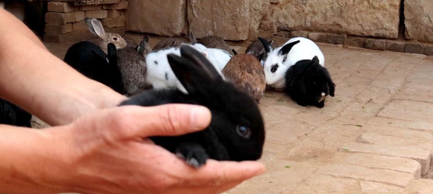 兔子流产后多久能再次配种？（探讨兔子流产后的繁殖间隔时间和注意事项）(图3)