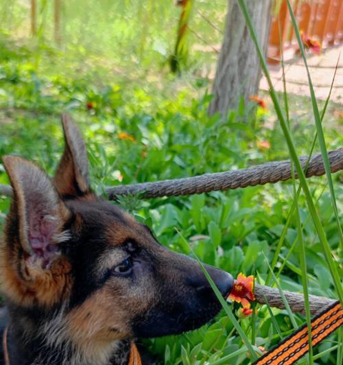 以德牧配完多久下奶（探究德牧配完后产奶时间及相关影响因素）(图1)