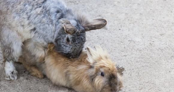 兔子流产后多久能再次配种？（探讨兔子流产后的繁殖间隔时间和注意事项）(图1)