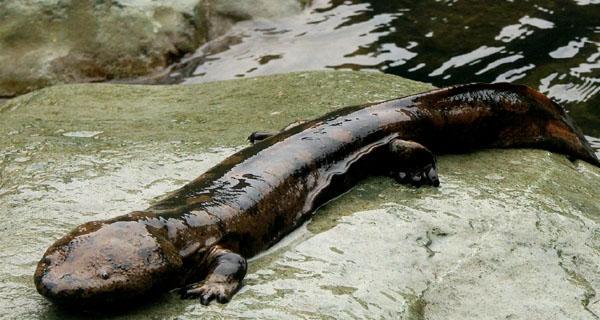 娃娃鱼的饲养之道（了解娃娃鱼的饲养需求，让你的宠物健康快乐）(图1)