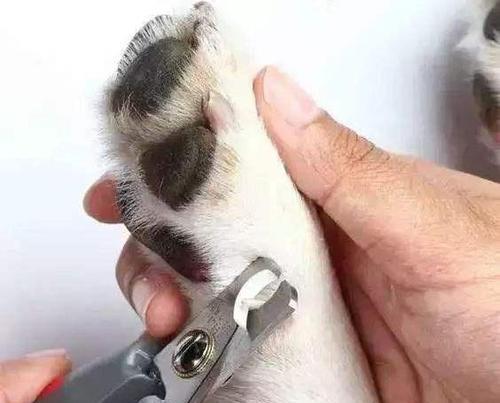 狗狗断血线的频率与注意事项（探讨狗狗断血线的最佳时机和细节关注）(图1)