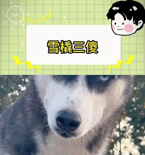 《雪橇三大傻》（以“雪橇三大傻”为主题的狗狗赢得了大家的喜爱）(图1)