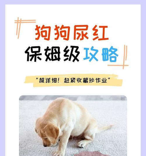 狗狗断血线的频率与注意事项（探讨狗狗断血线的最佳时机和细节关注）(图3)