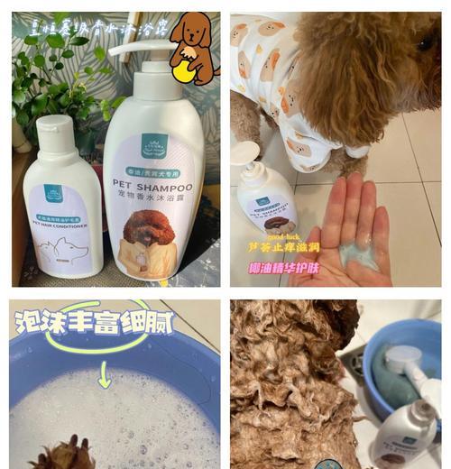 泰迪洗澡时间及注意事项（掌握泰迪洗澡的最佳时机与方法，让它保持清洁与健康）(图2)