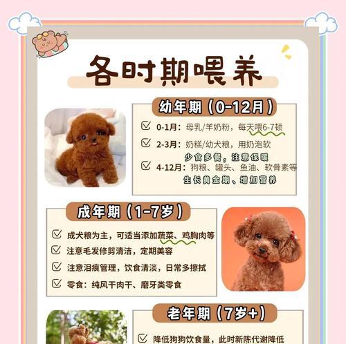 泰迪犬的繁殖周期及影响因素（了解泰迪犬的繁殖周期，做好繁殖规划）(图2)