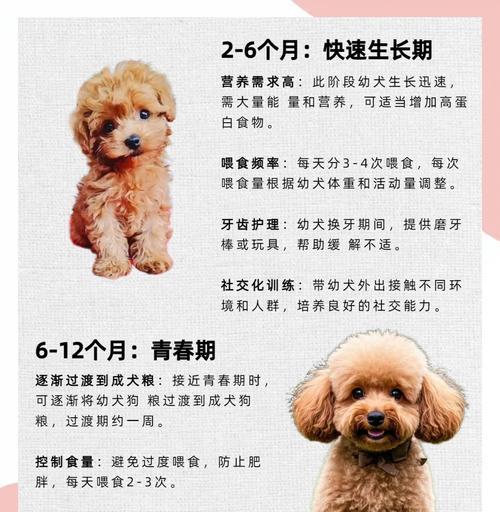 泰迪犬的繁殖周期及影响因素（了解泰迪犬的繁殖周期，做好繁殖规划）(图3)