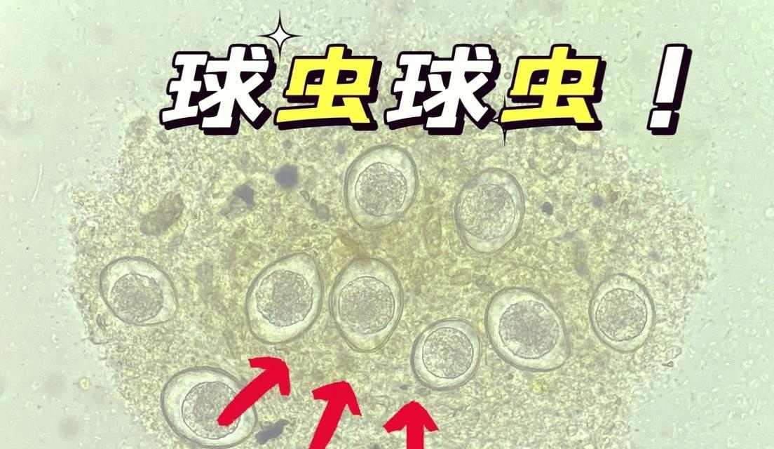 以犬球虫病治疗需要多长时间？（病情严重程度决定治疗时间）(图3)