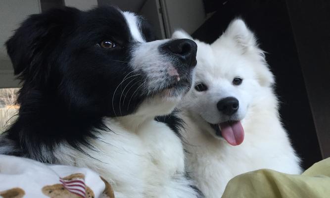 7个月萨摩多体外驱虫全攻略（为宠物的健康保驾护航！）(图1)