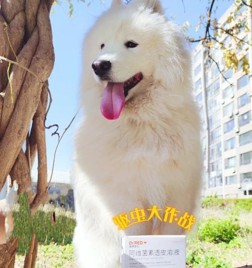 7个月萨摩多体外驱虫全攻略（为宠物的健康保驾护航！）(图3)