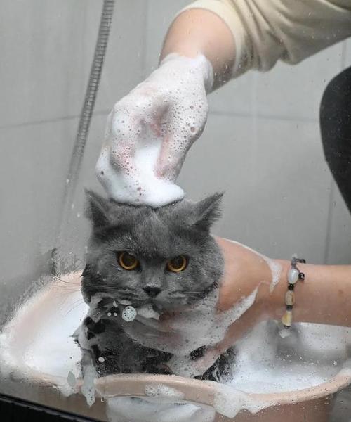 宠物猫狗的洗澡频率及注意事项（宠物猫狗洗澡的最佳频率和正确方法，让你的宠物保持健康干净）(图1)