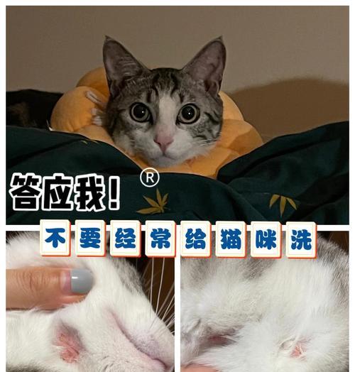 宠物猫狗的洗澡频率及注意事项（宠物猫狗洗澡的最佳频率和正确方法，让你的宠物保持健康干净）(图2)