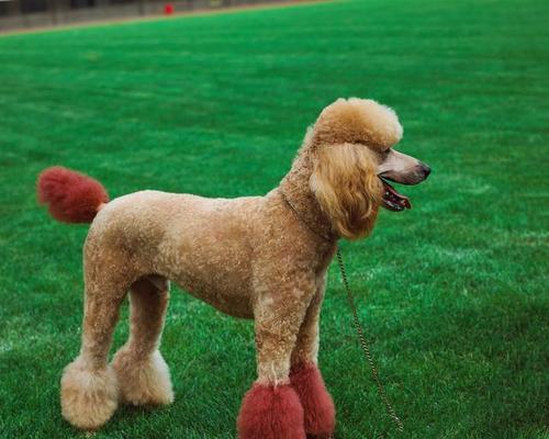 贵宾狗的眼睛睁眼时间及发育特点（贵宾狗的眼睛睁眼时间和关键发育阶段）(图1)