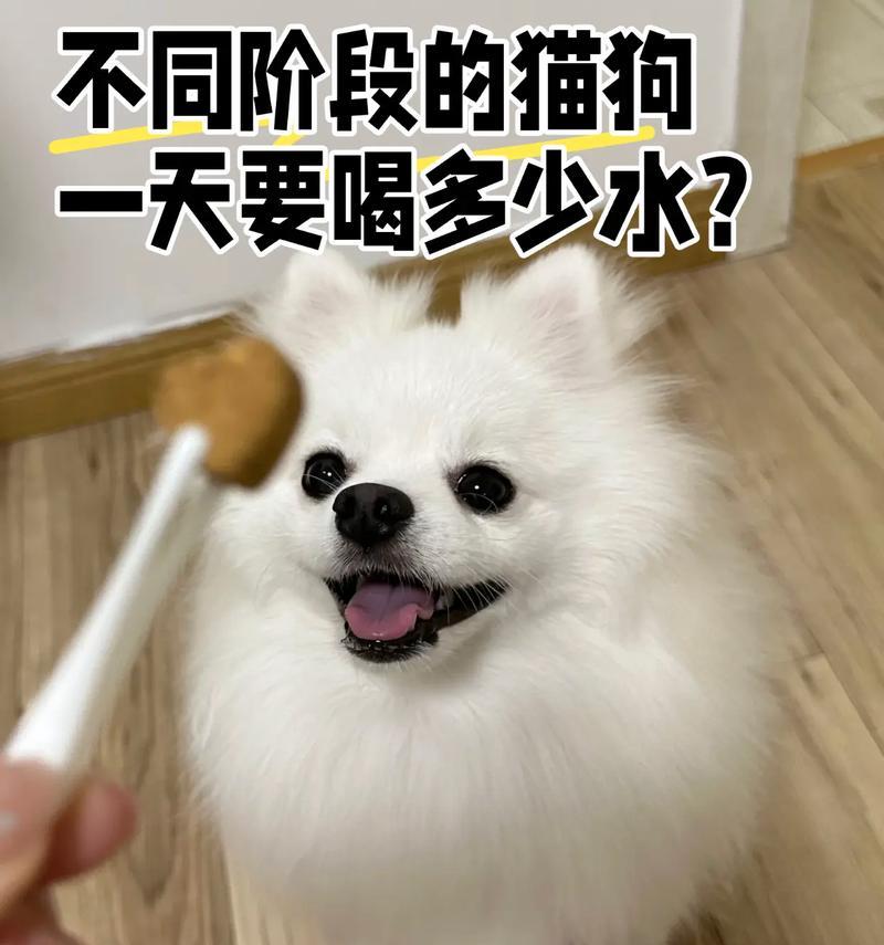 宠物猫狗的洗澡频率及注意事项（宠物猫狗洗澡的最佳频率和正确方法，让你的宠物保持健康干净）(图3)