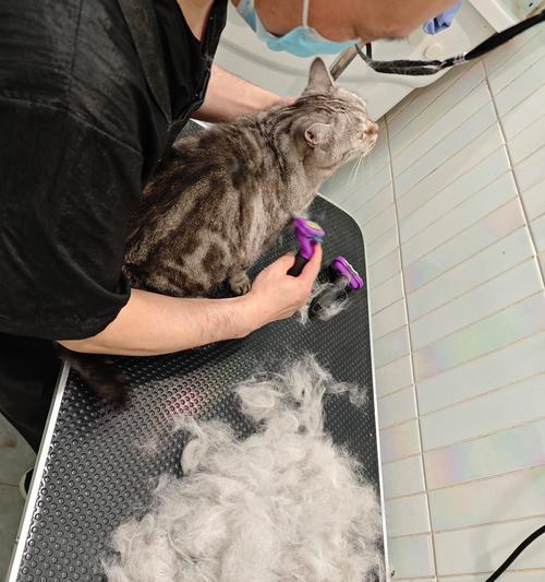 春季宠物换毛大作战（了解换毛的要注意事项，让宠物轻松度过春季）(图3)