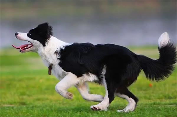 狗狗突然腿瘸了但没有外伤是什么原因？(图1)