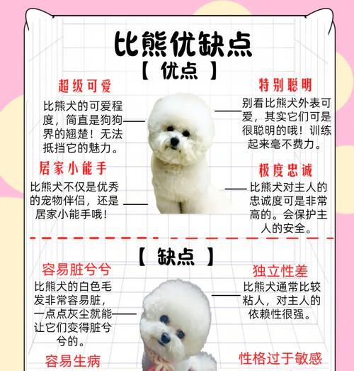 养一只比熊犬需要多少钱？（了解比熊犬饲养的成本及开支情况）(图1)