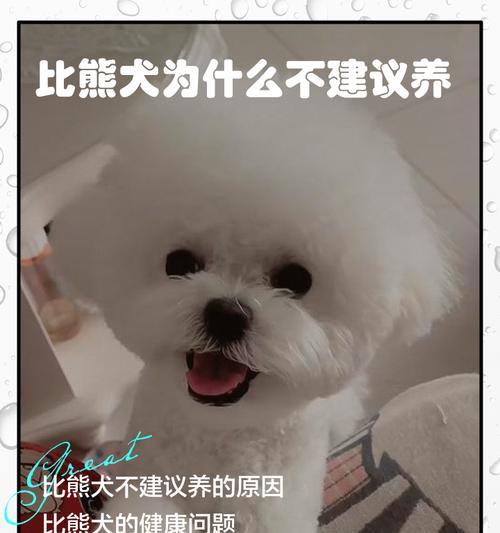 养一只比熊犬需要多少钱？（了解比熊犬饲养的成本及开支情况）(图3)