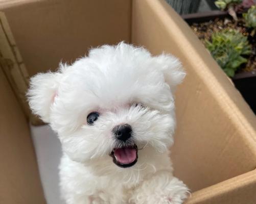 养一只比熊犬需要多少钱？（了解比熊犬饲养的成本及开支情况）(图4)