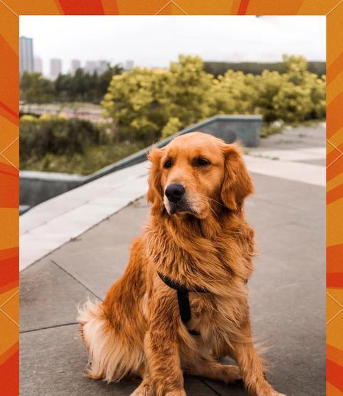 金毛犬的美毛食谱及喂养技巧（让你的金毛拥有健康亮丽的毛发，关键是科学合理的饮食）(图3)