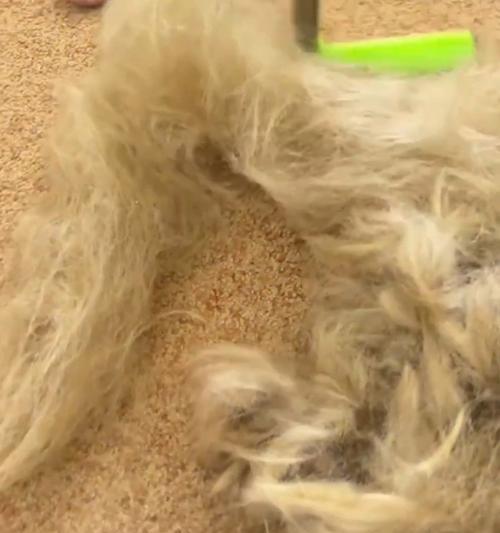 狗狗脱毛周期及常见处理方法（探究狗狗脱毛周期与脱毛处理的关键方法）(图3)