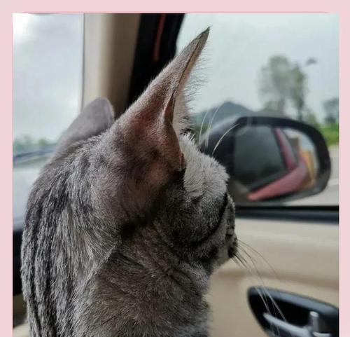 如何让猫出行较远的地方？（探索猫咪出行方式，让猫咪安全舒适地旅行）(图3)