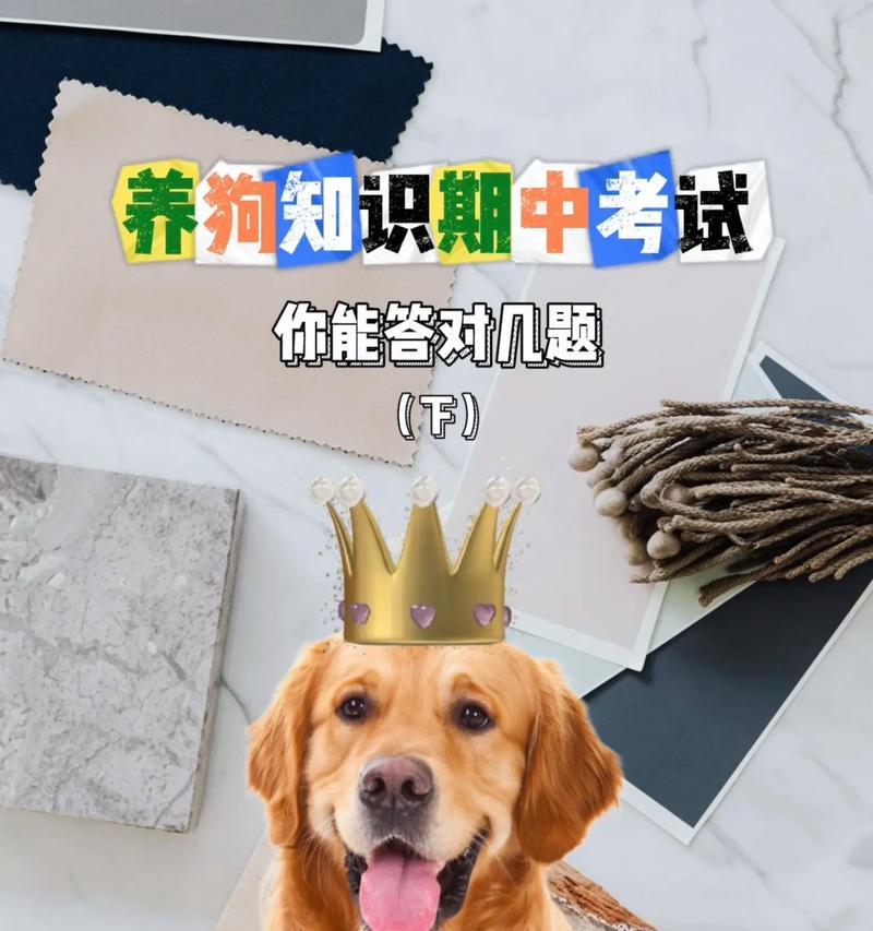 养一只狗狗的花费（了解养狗所需花费及是否能承受得住）(图3)