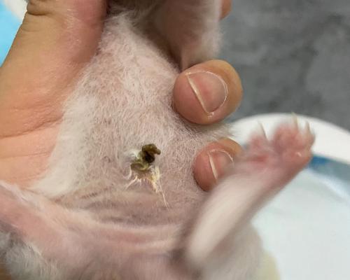 小猫脐带脱落的过程（小猫脐带脱落的时间及注意事项）(图2)