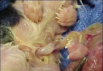 小猫脐带脱落的过程（小猫脐带脱落的时间及注意事项）(图1)