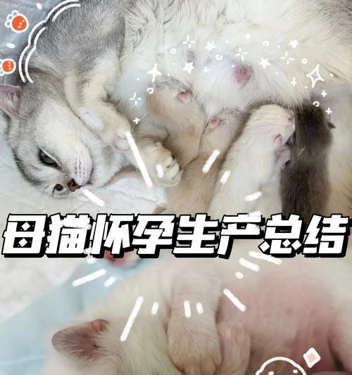 小猫脐带脱落的过程（小猫脐带脱落的时间及注意事项）(图3)