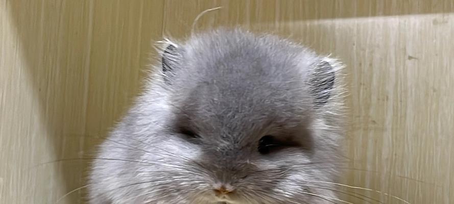 母龙猫的哺乳时机与特点（了解龙猫产仔后的哺乳过程和注意事项）(图1)