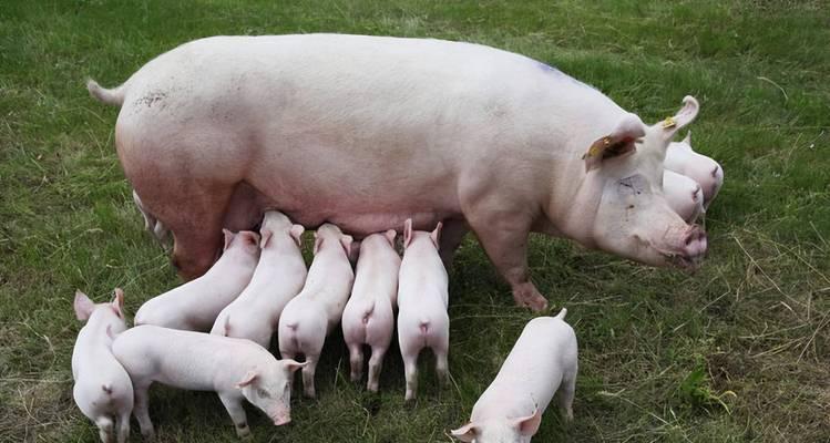 母龙猫的哺乳时机与特点（了解龙猫产仔后的哺乳过程和注意事项）(图3)