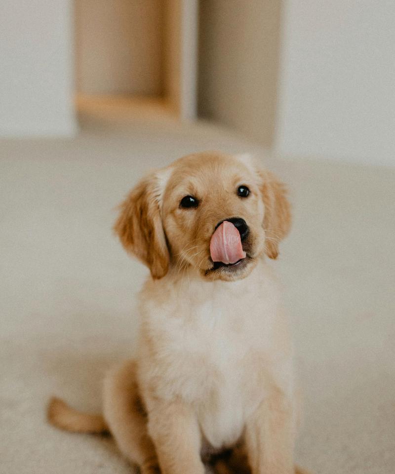 狗狗怀孕多久开始吐？（揭秘狗狗怀孕期间的反应和注意事项）(图3)