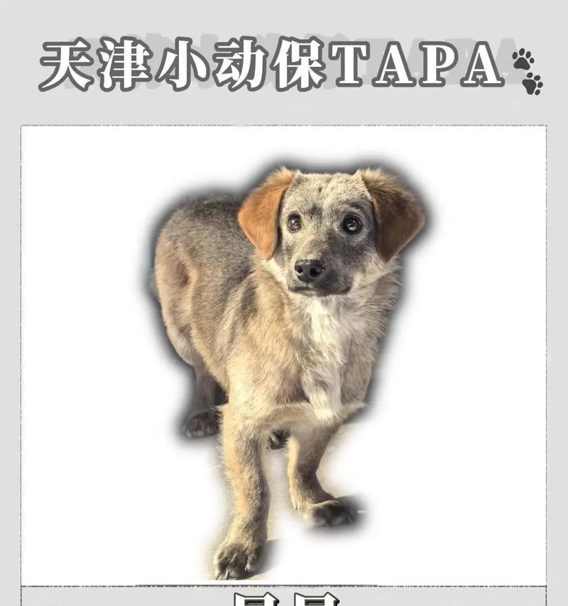 狗狗驱虫疫苗时间安排指南｜宠物健康养护核心技巧