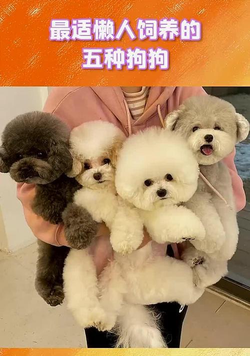 遛狗狗的重要性——增进宠物与人的感情（遛狗狗）(图1)