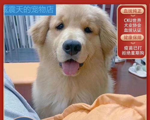 金毛狗狗交配时间与注意事项｜繁殖全攻略